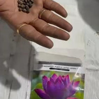 Midnight Purple Lotus Seeds Pack of 2