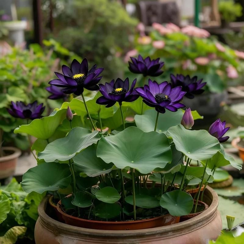 Midnight Purple Lotus Seeds Pack of 2